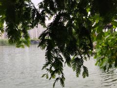 -洋湖国家湿地公园