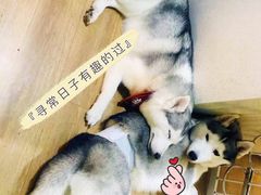-Husky Go! 哈士奇体验馆·宠物咖啡厅狗咖