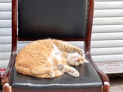 -秦胖子肉陀良心店