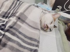 -达爱动物医院·犬猫分区·CT·复杂眼科(远洋山水分院)
