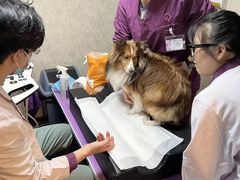 -宠爱国际动物医院·消化内科·心肾内科·ISFM猫友好(望京店)