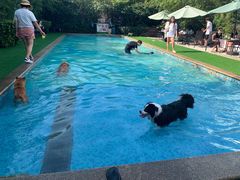 -汪说喵讲宠物乐园宠物酒店(红星美凯龙店)