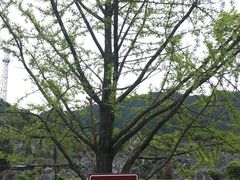 -千岛湖石林