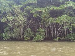 -东寨港红树林旅游区