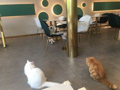 大堂-飞行喵MR PILOT|猫舍·猫咖(静安大融城店)