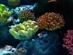 -暹罗海洋世界