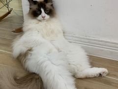 -李小姐の猫咖啡馆(五角场店)