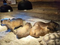 -Zoolung Zoolung动物主题公园(海信广场店)