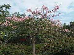 -大屏嶂森林公园
