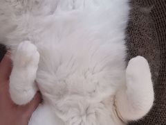 -派美特宠物医院·核磁CT·骨科肿瘤·疑难转诊(沈农禾丰店)