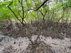 -东寨港红树林旅游区