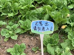 -八卦田遗址公园