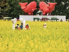 -光明小镇欢乐田园