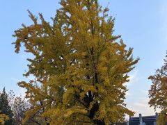 -苏州文庙(姑苏区)