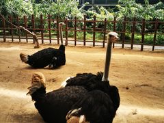 -呀路古热带植物园