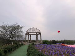 -大塘金香草谷