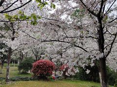 -南山植物园