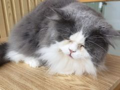 -Catmate·猫肥家润(金润铂宫店)