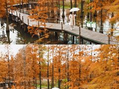 -池杉湖湿地公园