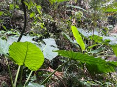 -七仙岭温泉国家森林公园