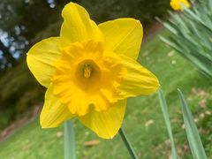 -墨尔本皇家植物园