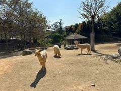 -泉州海丝野生动物世界