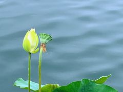 -莲花池公园