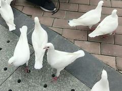 -王府井奥莱临潼小镇(临潼店)