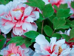 -北京西山国家森林公园