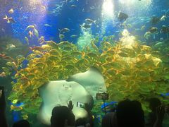 -芜湖新华联大白鲸海洋公园