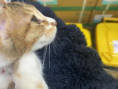 -瑞鹏宠物医院·骨科·猫科·内科(第一中心)