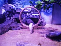 -上海海昌海洋公园-冰山北极馆