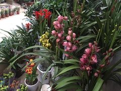 -桂林市花鸟市场