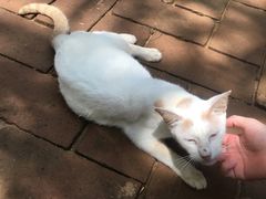 -自然餐厅(Phuket)
