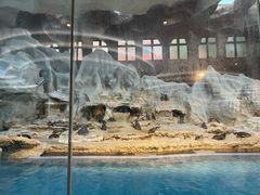 -帝企鹅自助餐厅•儿童岛•真企鹅(长隆企鹅酒店)