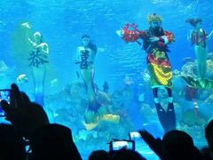 -芜湖新华联大白鲸海洋公园