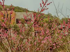-宁海安岚·南溪阁全日餐厅