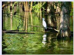 -池杉湖湿地公园