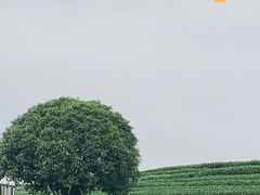 -龙坞茶村
