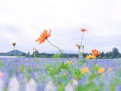-北京东方普罗旺斯薰衣草庄园