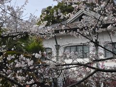 -武汉大学-樱园