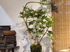 -双季花艺园艺市场(浦东店)