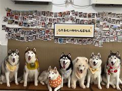 -星多哈·狗咖·拼豆·咖啡