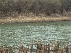-丁香湖公园