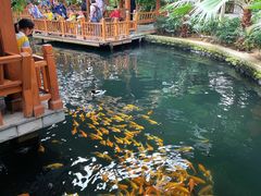 -南宫五洲植物乐园