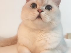 -宠爱国际动物医院· 猫科· 外科·中兽医(长白店)