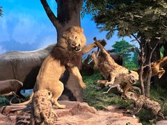 -国家自然博物馆