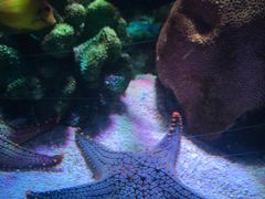 -暹罗海洋世界