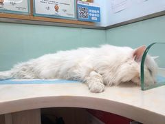 -纳吉亚猫专科动物医院博雅分院