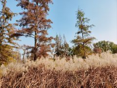 -昆山城市生态森林公园